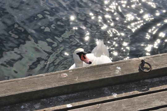 Swans at Grimstad 2
