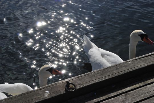 Swans at Grimstad 3