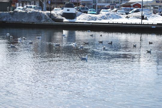 Swans at Grimstad 4