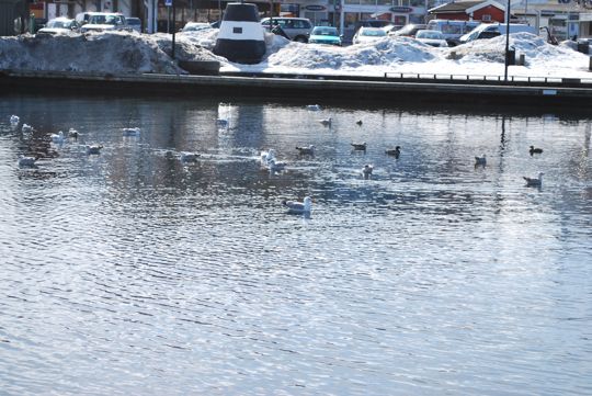 Swans at Grimstad 5