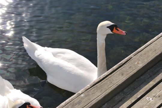 Swans at Grimstad 1